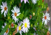 花儿传播种子靠什么 附中国花卉市场现状