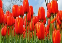 郁金香的养殖条件 温度、湿度、土壤、光照条件