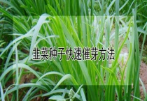 韭菜种子快速催芽多久？