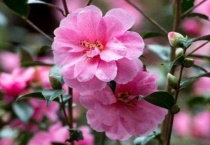 茶花只留树干还能活吗？