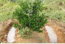 如何让柑橘幼树长得快