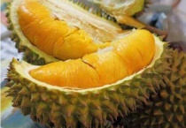 榴莲发芽后芽朝上种吗？