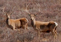 白唇鹿饮食是怎样的