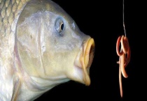 几款钓鱼界公认的万能鱼饵 适合钓什么鱼