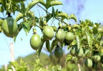 香园果的功效与作用是什么？