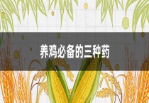 养鸡必备的三种药