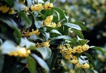 桂花掉叶子是怎么补救