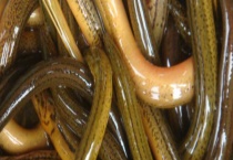 黄鳝寄生虫病防治方法 及其症状