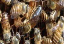 新手怎样人工培育蜂王 人工育王的原理是什么？