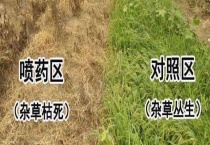 敌草快怎么使用 有哪些注意事项