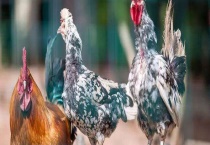 桂花鸡一般多重 桂花鸡雌雄的区别？