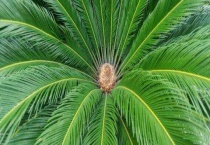 铁树上什么肥料长得快