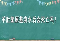 羊肚菌原基浇水后会死亡吗？