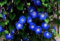 猪笼草特点有哪些？