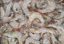 海虾有寄生虫吗？