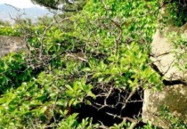 麻利树是什么树