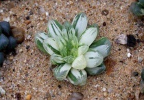 多肉泡生根粉后还需要晾根吗？