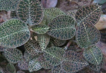 金线莲家里种植多久？