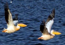 猛禽、攀禽、鸣禽、涉禽、游禽、走禽、飞禽、家禽有哪些 一起来看看吧