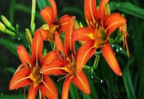 萱草花的种植知识