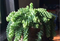 玉缀和新玉缀的区别？