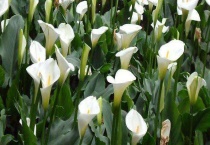 马蹄莲和海芋的区别？ 详细介绍