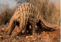 穿山甲和犰狳的区别？ 详细介绍