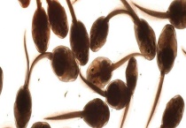 蝌蚪吃什么 怎么饲养 怎么生长