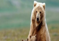 熊有哪些常见品种 它的尾巴有什么功能