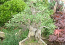 什么是小叶榆树