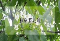 桐树有几种