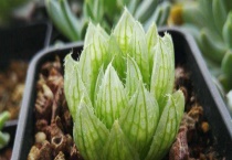 樱水晶和玉露的区别？