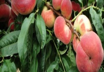 中蟠11号蟠桃有什么特点 附其种植多久？