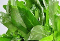 空心菜的种植时间 空心菜的生长环境