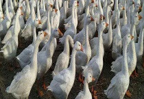 鹅流感 治疗方法是什么？