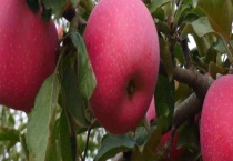 吉县苹果的成熟时间 附吉县苹果等级划分