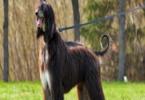 阿富汗猎犬怎么养？有以下六个方面