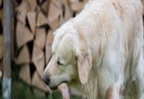 肉狗的养殖前景 附养殖优势和养殖注意