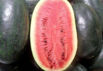 黑美人西瓜产地是哪里