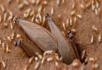 白蚁吃什么东西 有什么危害