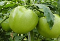 绿色西红柿叫什么？