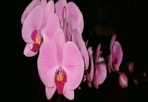 发酵的淘米水可以浇蝴蝶兰吗？