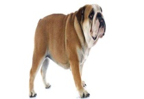 英国斗牛犬价格多少钱一只 附英国斗牛犬的饲养多久？