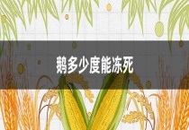 鹅多少度能冻死