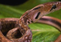 蛇靠什么感觉周围物体