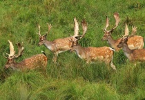 什么是黇鹿波斯亚种