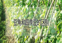 豆角和四季豆的区别？