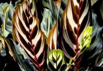 孔雀竹芋会开花吗？