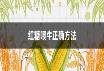 红糖喂牛正确多久？