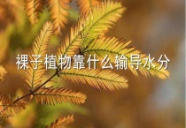 裸子植物靠什么输导水分
